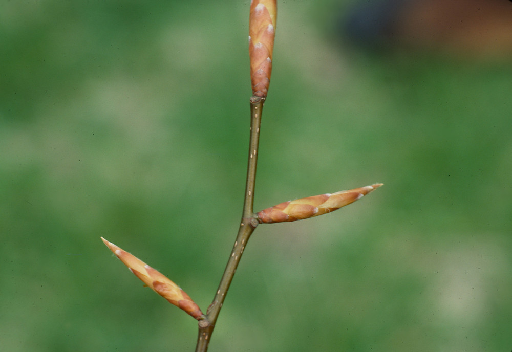<p>marcescent, pinnately veined alternate simple, sharp long buds, elephant hide smooth bark, villous hairs on young leaves</p>