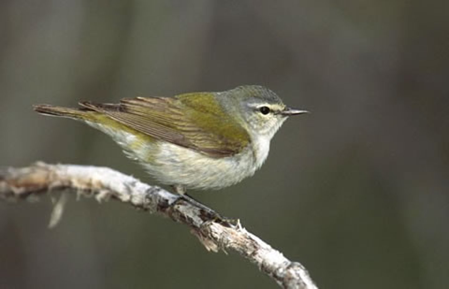 <p>Passeriformes Parulidae</p>
