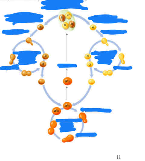 <p>label this diagram of fungi(yeast) life cycle</p>