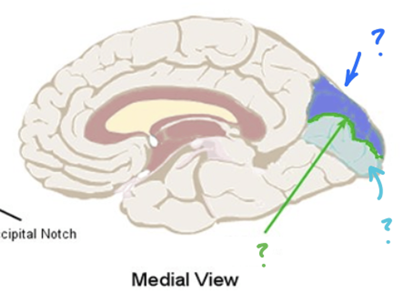 <p>What structure is labeled with light blue?</p>