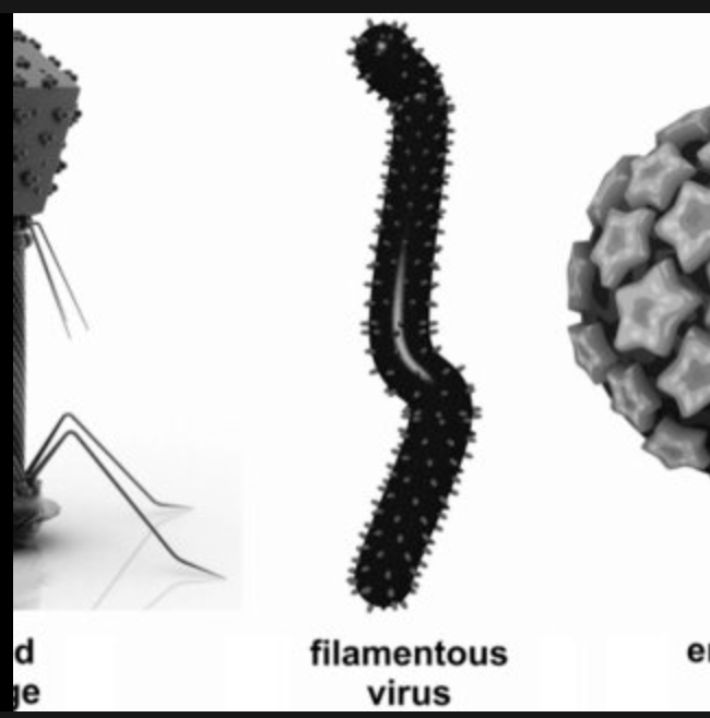 <p>capsid forms a long tube of protein with the virus coiled inside it; capsid monomers form a tube around genome, which usually winds helically w/in the tube</p>