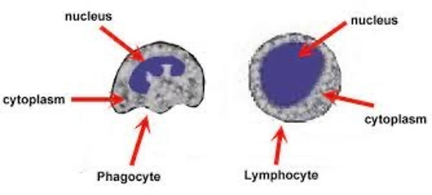 <p>phagocyte:</p><p>- lobed nucleus</p><p>- cell membrane</p><p>-cytoplasm</p><p>lymphocyte:</p><p>- round nucleus</p><p>- cell membrane</p><p>- cytoplasm</p>