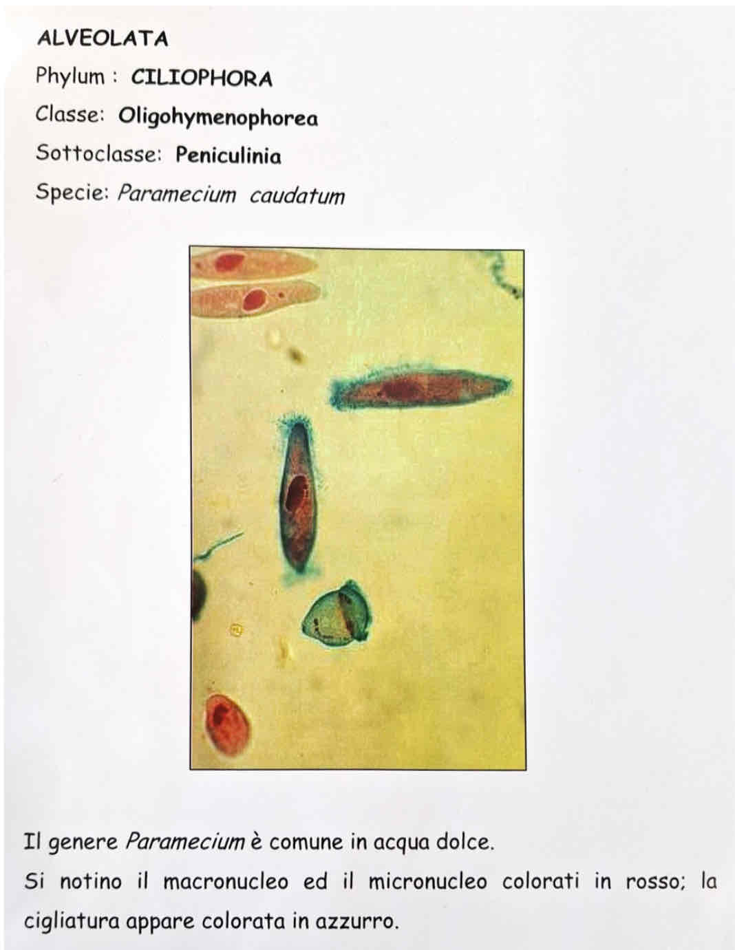 <p><em>Paramecium caudatum</em></p>