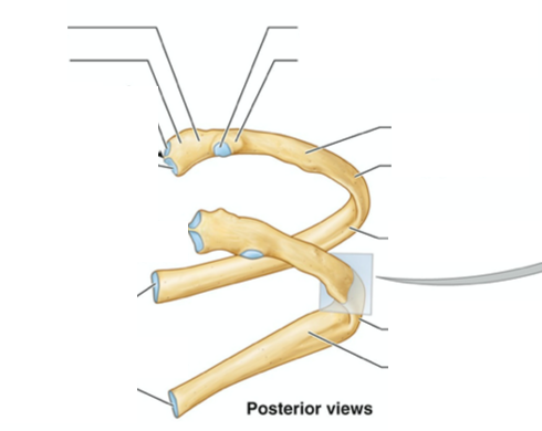 <p><span>Name the main parts of a typical rib</span></p>