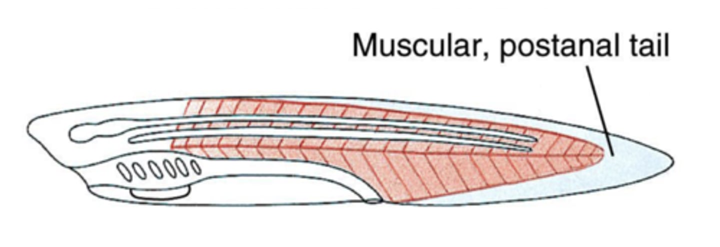 <p>- extend past posterior anus </p><p>- locomotions (aquatic chordates) </p><p>- variety of function </p><p>- non chordates = end of body (for anus) </p>