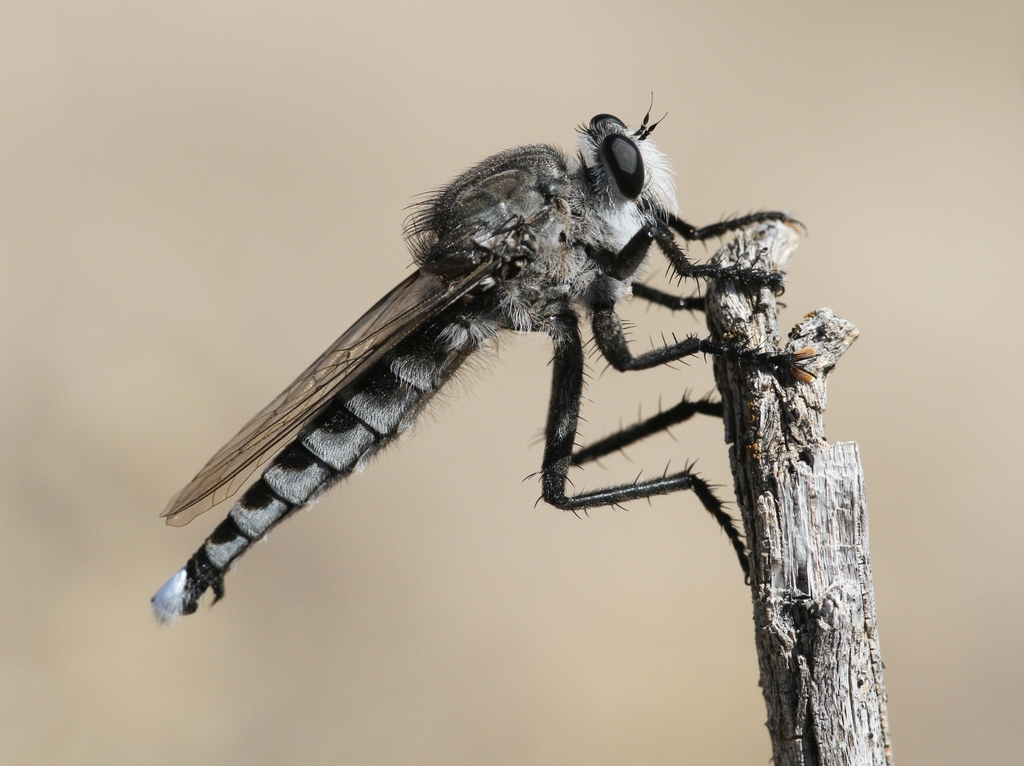 <p>Robber Flies</p><p>Order Diptera</p>