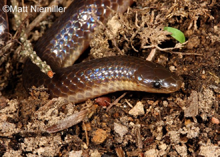 <p>A small, shiny, smooth-scaled snake (7.5 to 11.0 inches in length) with a sharp contrast between brown back and pink belly; often having an iridescent sheen. Head is small and pointed with tiny eyes. Tail is short and pointed. Young are darker and smaller. Eastern Wormsnake has separate prefrontal and intranasal scales (scales between nose and eyes).</p>