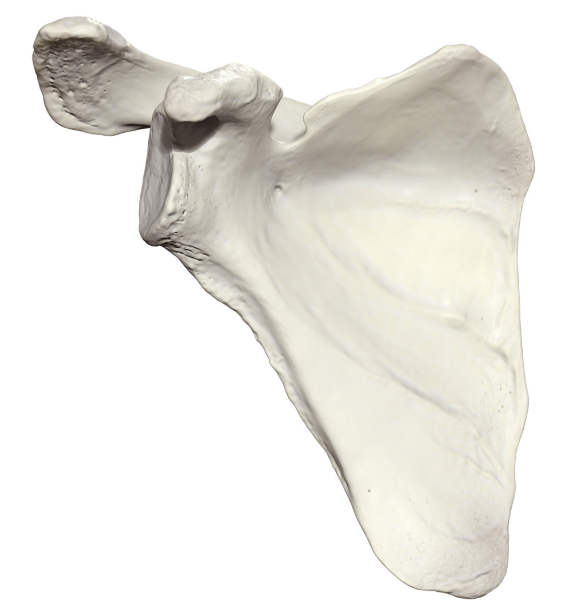 <ul><li><p>Subscapular fossa</p></li><li><p>Superior boarder</p></li></ul><p></p>