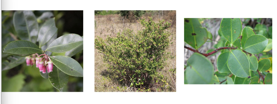 <p>fetterbush, Ericaceae family</p><p>very similar to rusty staggerbush</p><p>shrub</p><p>yellow ring/highlight around leaf margins</p>
