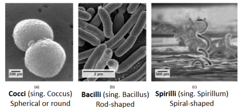 <p>-many different shapes, but most fall into 3 main:</p><ol><li><p>cocci </p></li><li><p>bacilli</p></li><li><p>spirilli </p></li></ol><p></p>