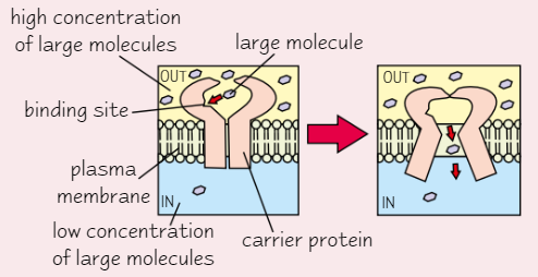 <ul><li><p>Move <strong>large molecules </strong>across membranes</p></li><li><p><strong>Diff carrier proteins </strong>facilitate diffusion of <strong>diff molecules</strong></p></li></ul><ol><li><p>Large molecule <strong>attaches </strong>to carrier protein in membrane</p></li><li><p>Protein <strong>changes shape</strong></p></li><li><p>This <strong>releases</strong> molecule on <strong>opposite side </strong>of membrane</p></li></ol><p></p>