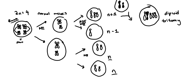 results in 1 n+1 gamete 1 n-1 gamete and 2 n gametes