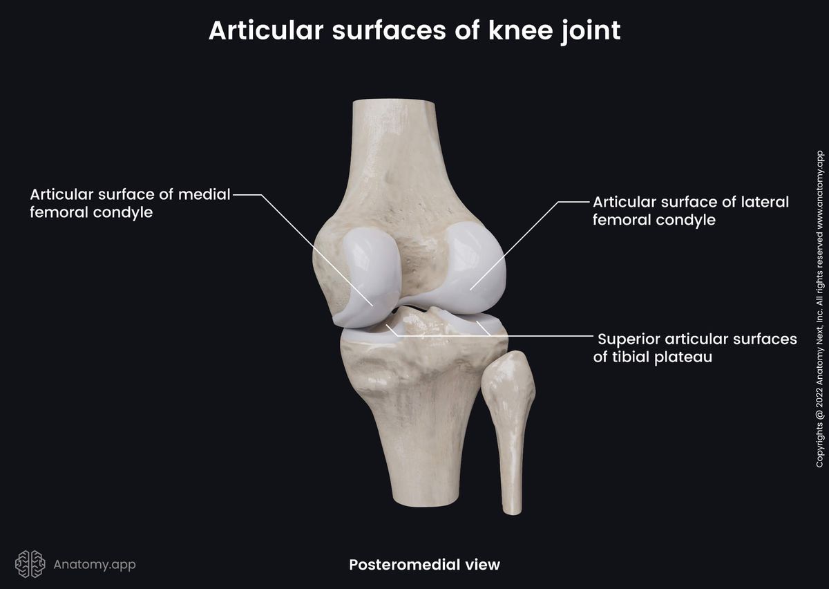 <p>Lateral + medial condyle =</p>