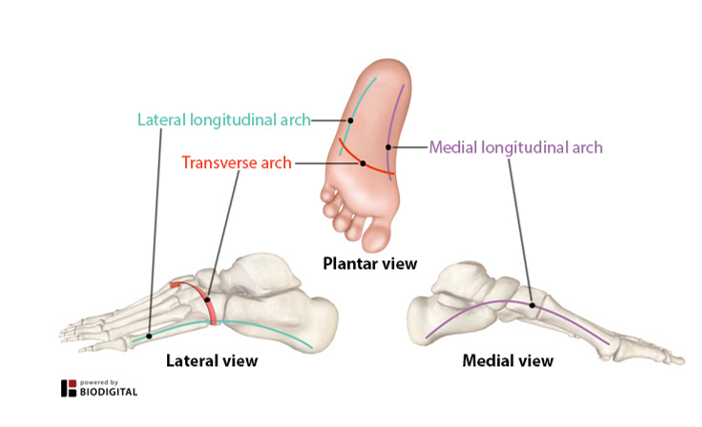 <p>-provide strength to the foot</p><p>-allows for there to be some give in the foot</p><p>-2 longitudinal arches (medial &amp; lateral)</p><p>-1 transverse arch</p><p>-maintained by the attachment between the bones, ligaments, and tendons</p>