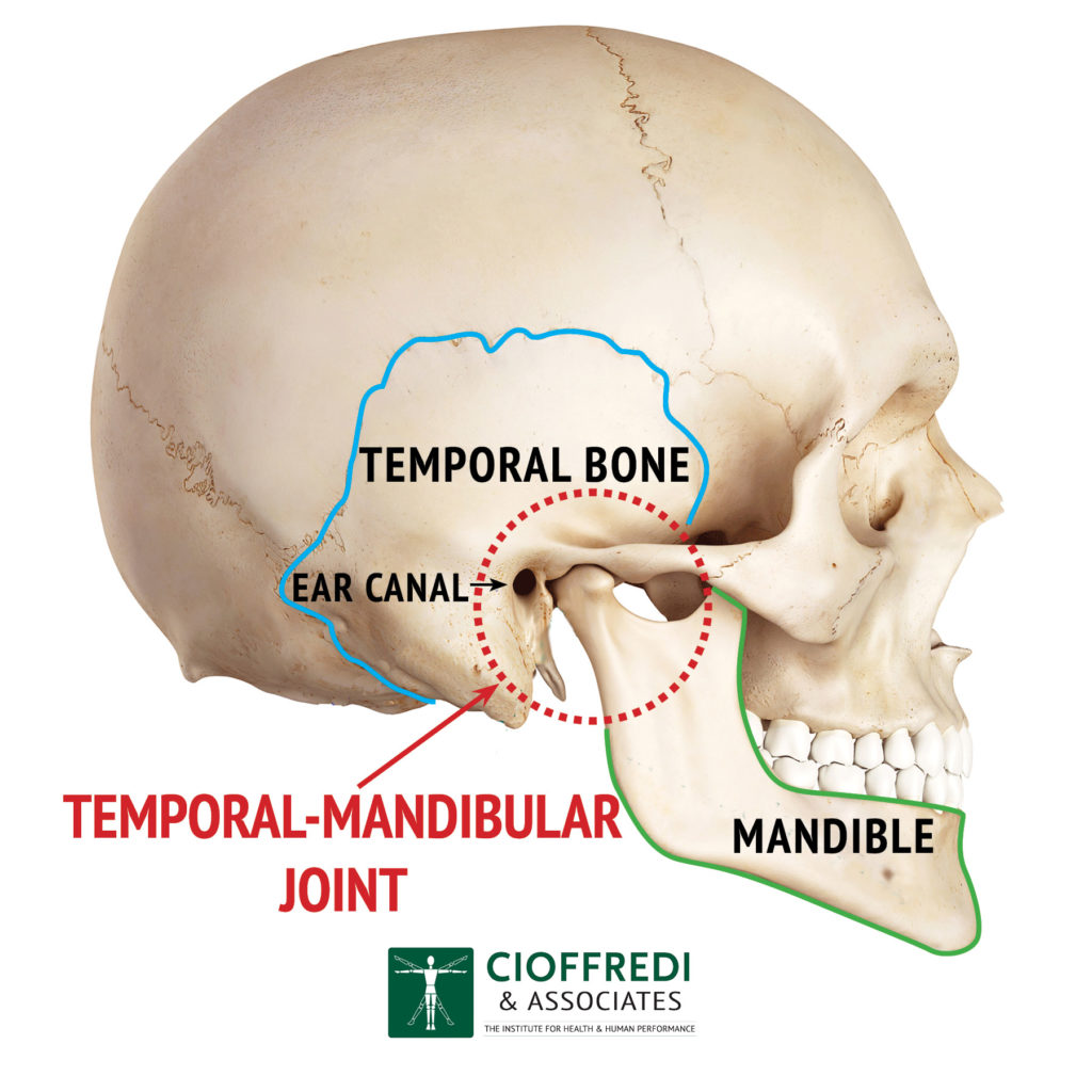 <p><span>Temporal bone (TMJ = temporo-mandibular joint)</span></p>