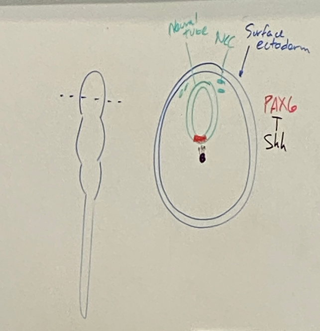 <p>neural tube is green</p>