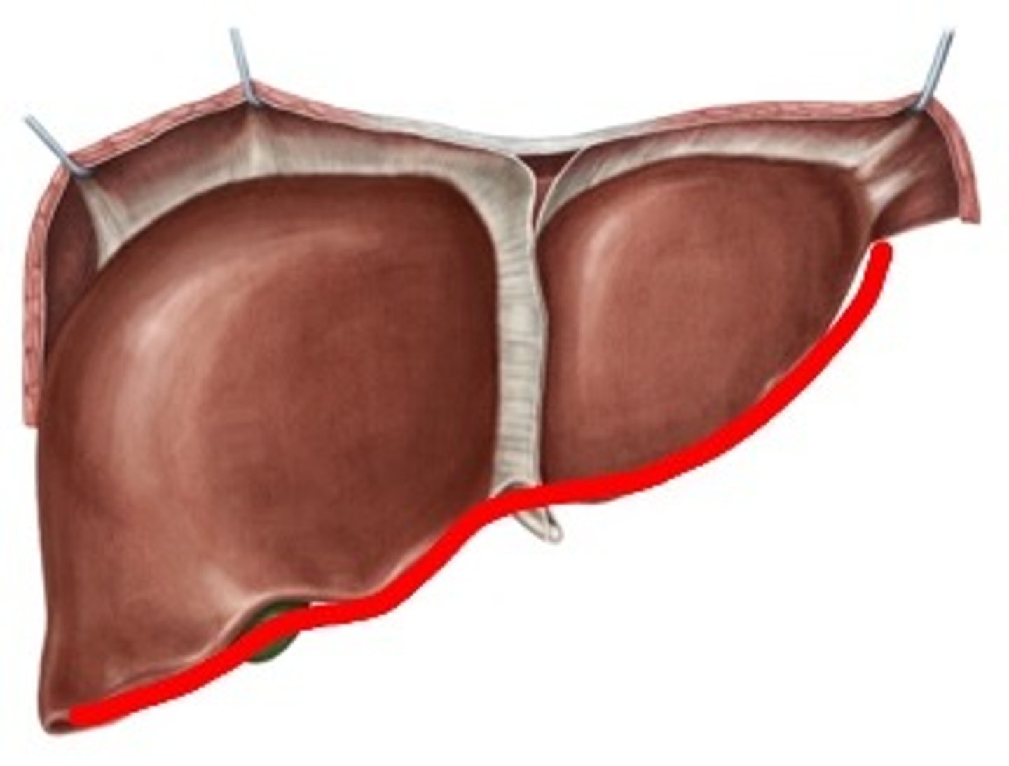 <p>Boundary</p><p>- Bottom of liver, sharper edge</p>