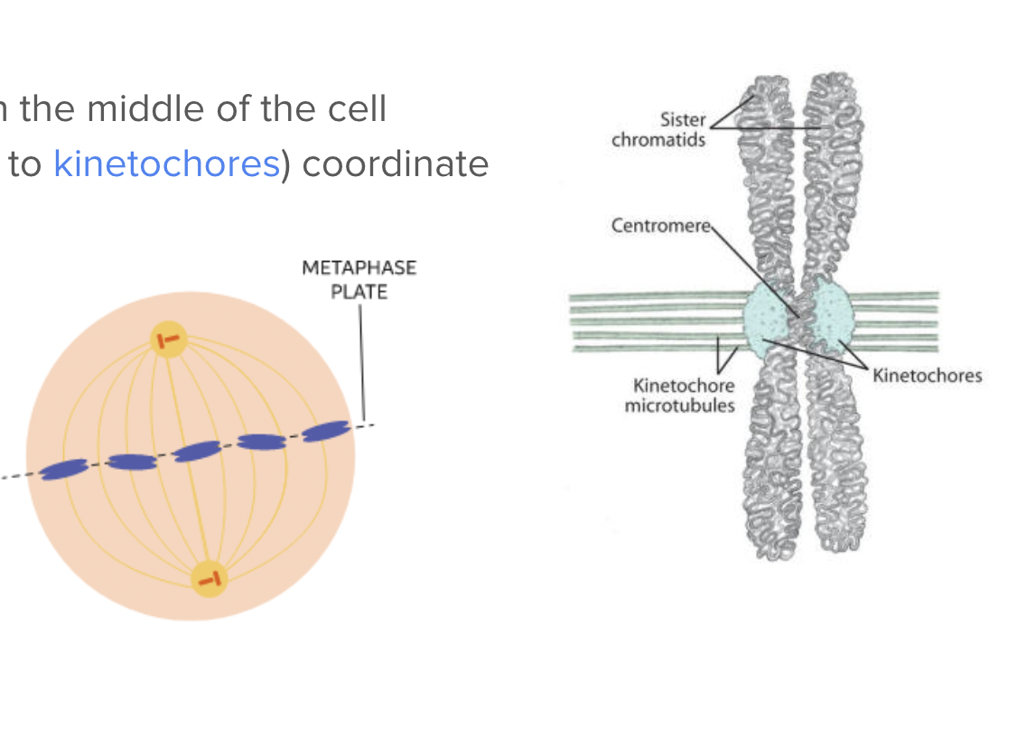<ul><li><p><span style="background-color: transparent; font-family: "Proxima Nova", sans-serif;"><span>Chromosomes line up in the middle of the cell</span></span></p></li><li><p><span style="background-color: transparent; font-family: "Proxima Nova", sans-serif;"><span>Spindle fibers (attached to kinetochores) coordinate movement</span></span></p></li></ul><p></p>