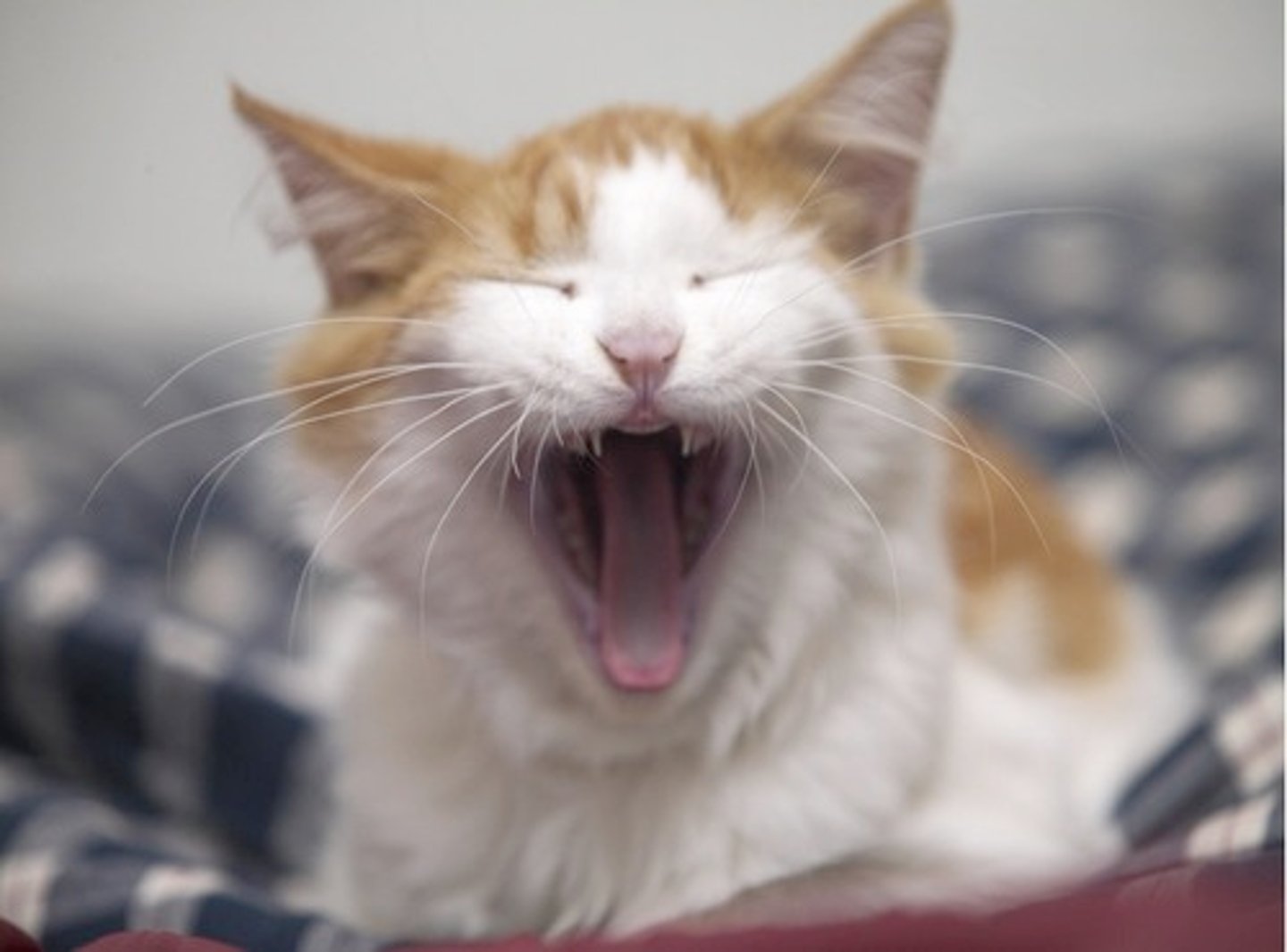 <p>tired</p>