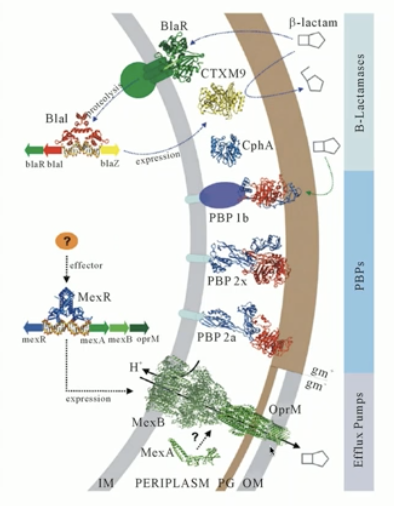 <p>MRSA encodes PBP2a (MecA gene), a transpeptidase with no B-lactam binding site; does 3 of the 4 functions of resistance</p>