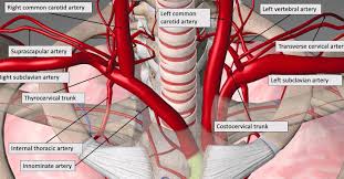 <p><span>the thymus, the pericardium of the heart, and the anterior chest wall.</span></p>
