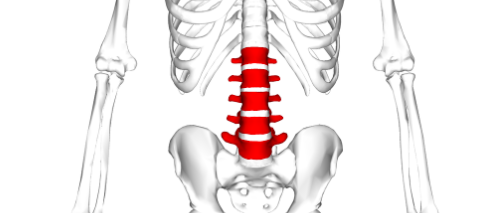 <p><span>They have no facets for articulation with ribs and no foramina in the transverse processes</span></p>