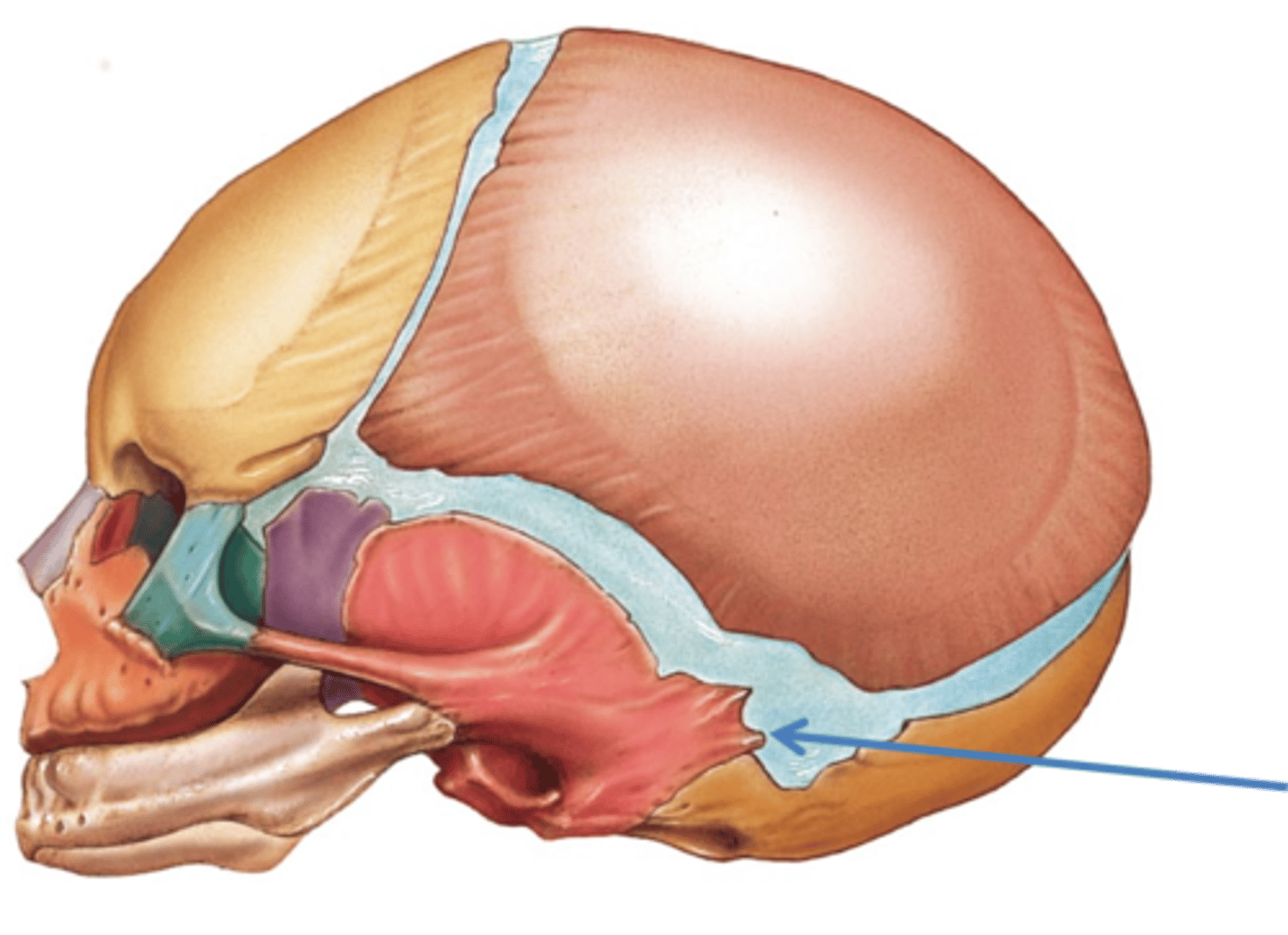 <p>Above mastoid process, bump</p>