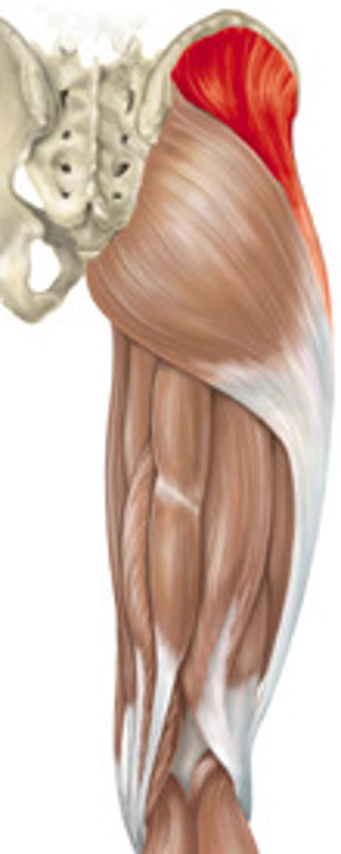 <p>gluteal compartment</p>