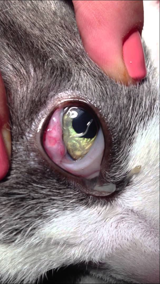 <ul><li><p>Transmitted by the intermediate host, the face fly (Musca autumnalis)​</p></li><li><p>Adults found in conjunctiva and tear duct​</p></li><li><p>Tears can have eggs or first stage larvae</p></li></ul><p></p>