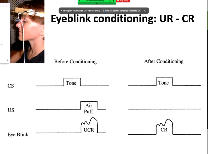 <p>Similar examples of Classical Conditioning include:</p><ul><li><p>Clinical Applications</p><ul><li><p>Acquisition of fears, phobias, and other maladaptive behaviours </p></li><li><p>E.g. having a phobia of leaf piles since snakes could be hiding in it, but still being scared when moving to the UK, where this phobia doesn’t make sense (the association between leaves and snakes is still attached)</p></li><li><p>Treatment required such as flooding</p></li></ul></li><li><p>Eyeblink Conditioning</p><ul><li><p>Blowing a puff of air into a human eye causes us to naturally blink. However, if a tone is played prior to the air puff, we will associate the two, and thus only blink at the sound of a tone.</p></li><li><p>CS = Tone, US = Air Puff, UR = eye blink before conditioning, CR = eye blink after conditioning</p></li></ul></li></ul><p></p>