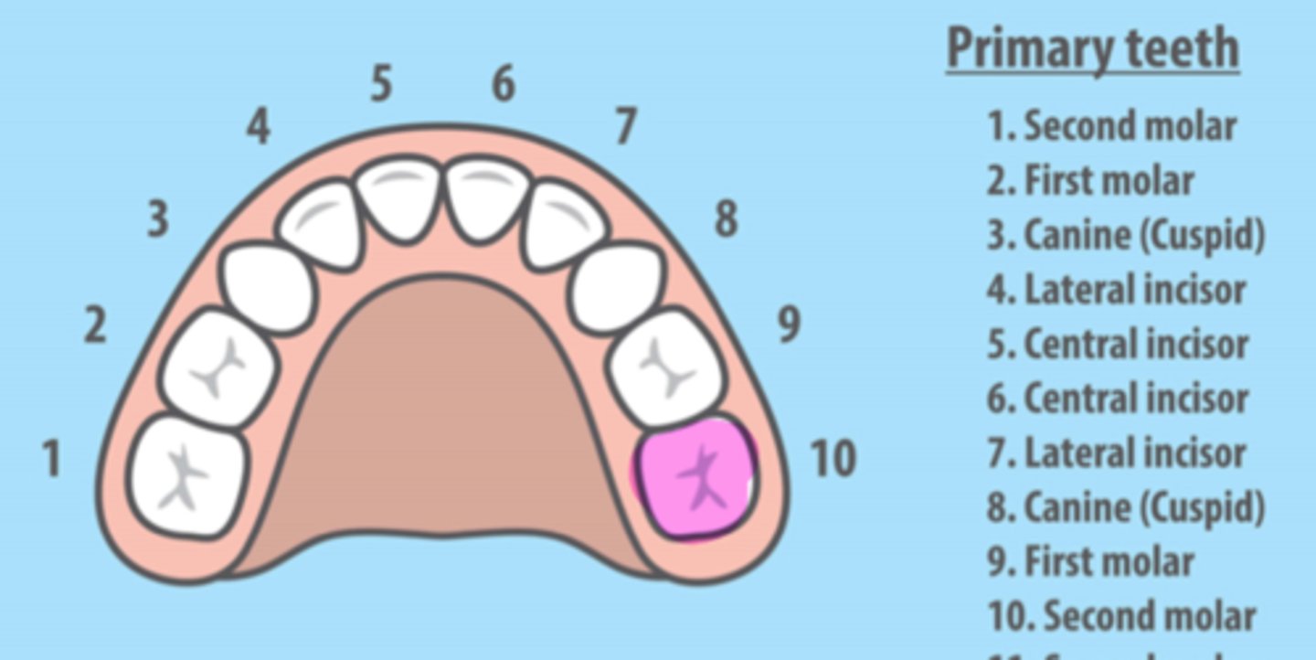 <p>Maxillary Left Primary Second Molar</p>