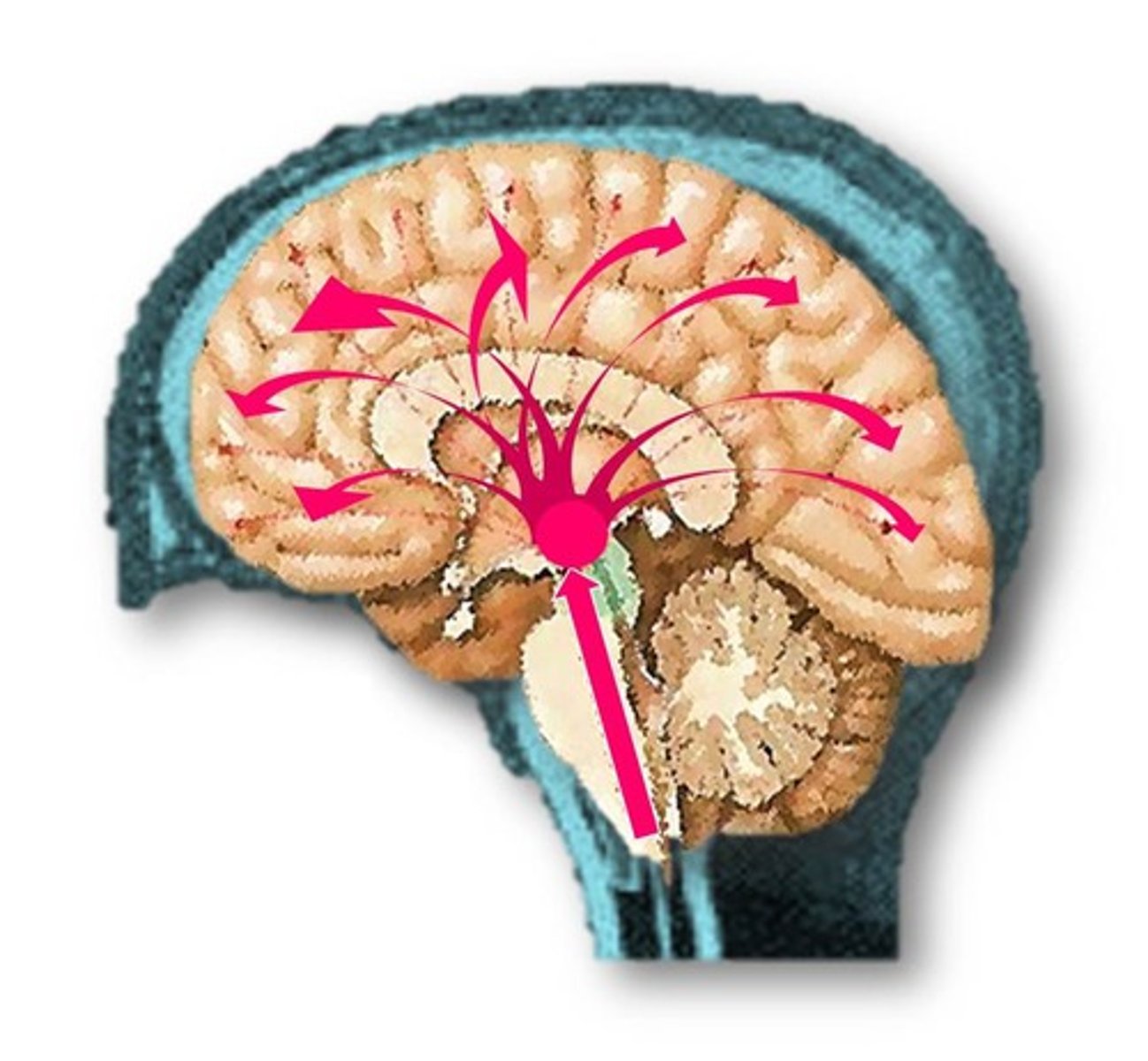 <p>regulates level of wakefulness or arousal</p>