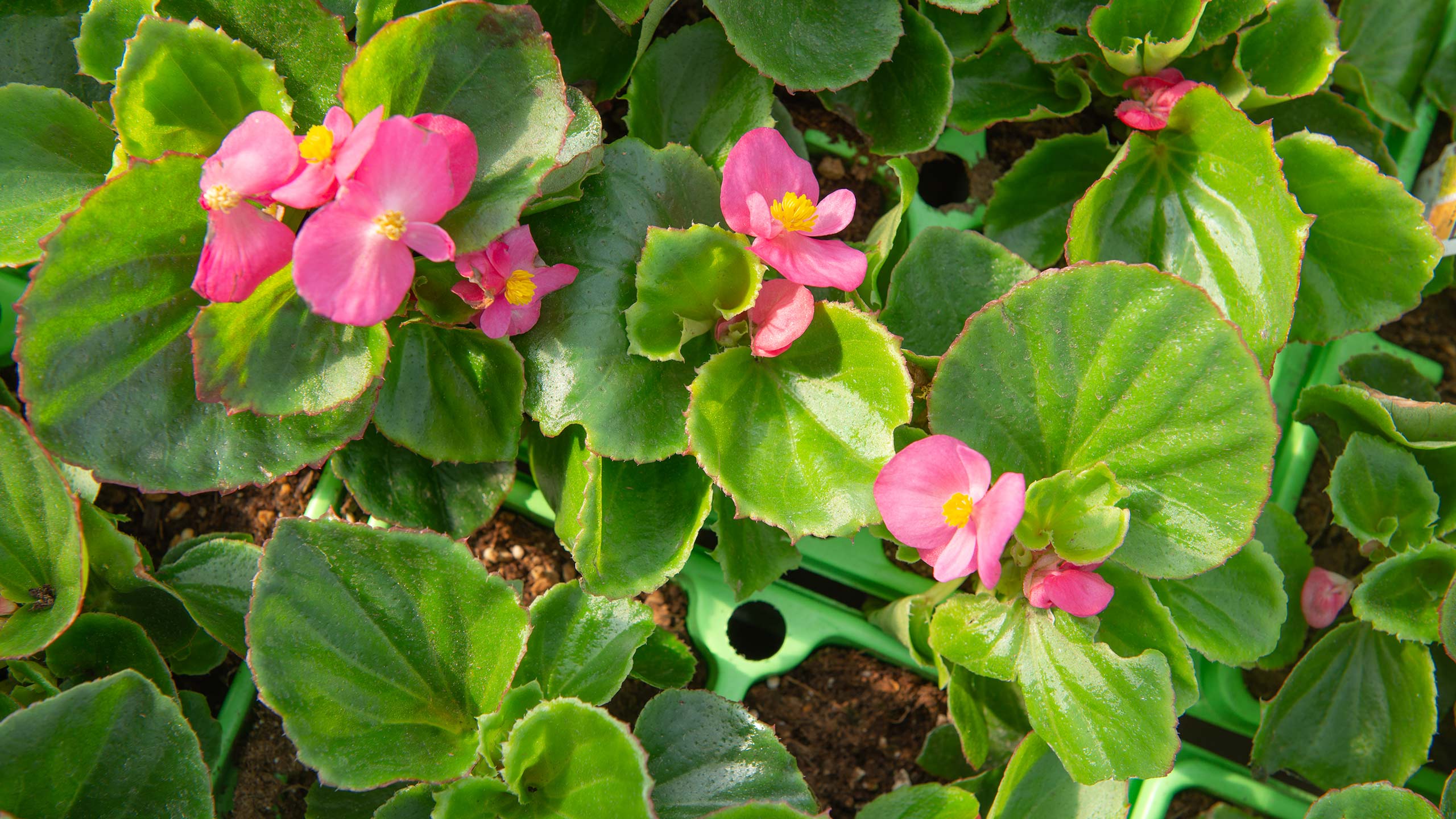 <p>Wax Begonia</p>