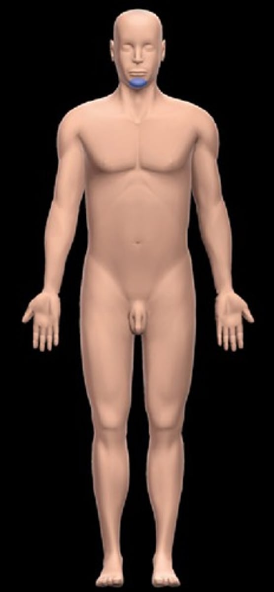 <p>Chin/ mandible</p>