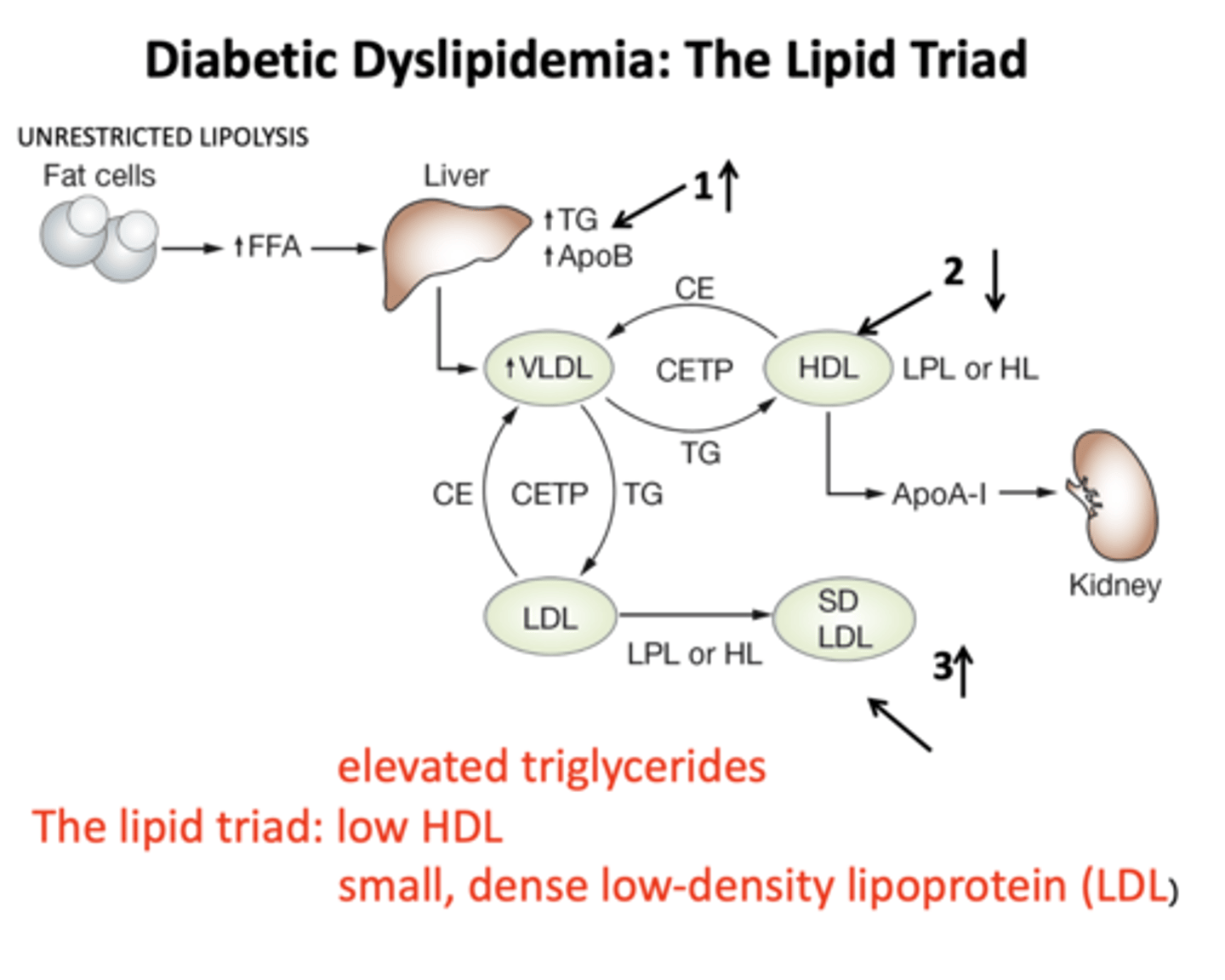 <p>high triglycerides</p><p>high LDL</p><p>low HDL</p>
