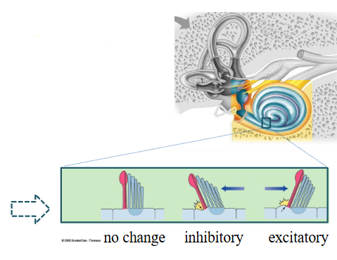 <p><span>Distortion of cilia results in change of membrane potential. The greater the amount of distortion, the greater the change in membrane potential.  </span></p>