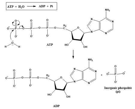 <ul><li><p>water soluble - moves freely through aqueous solutions in the cell</p></li><li><p>stable in pH levels of cytoplasm and other close to neutral substances</p></li><li><p>cannot pass freely through membrane’s phospholipid bilayer - movement between membrane-bound organelles within cells can be controlled</p></li><li><p>ATP’s 3rd phosphate group is easily removed and reattached with hydrolysis and condensation reactions</p></li><li><p>hydrolyzing ATP to ADP and phosphate releases relatively small amount of energy, enough for many processes within the cell, without excess and conversion to heat</p></li></ul><p></p>