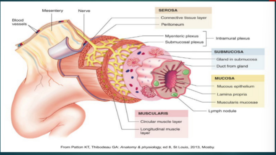 <p>Histology of the GI Tract → Submucosa</p><ul><li><p>__________ tissue</p></li><li><p>Contains blood and lymph vessels, lymphoid ____________, and ___________ fibers</p></li><li><p>Main Functions</p><ul><li><p>Provides __________ to the mucosa</p></li><li><p>Houses __ _________ with ducts extending to ________</p></li></ul></li></ul><p></p>