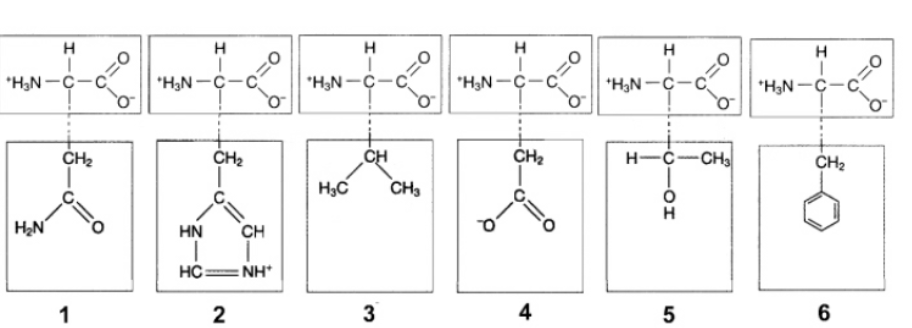 <p>In the figure above, ionic attractions would form between the R groups of which amino acids?</p>