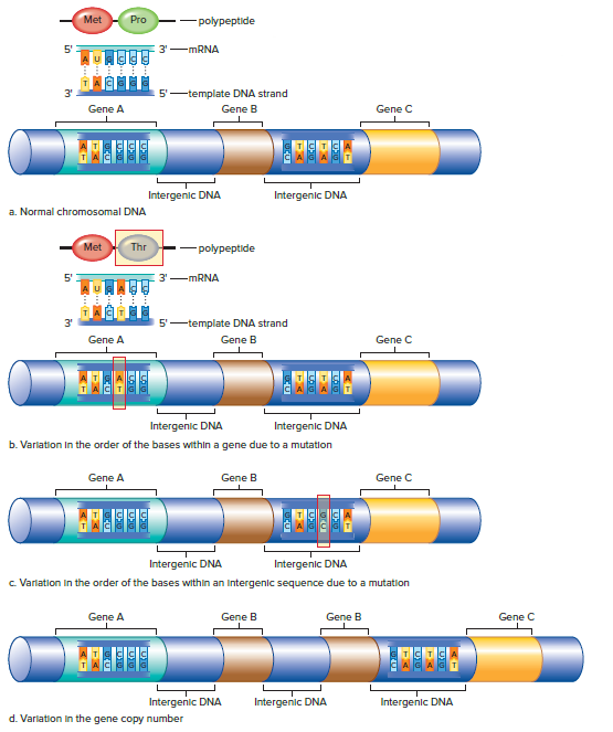Variations in DNA sequence.