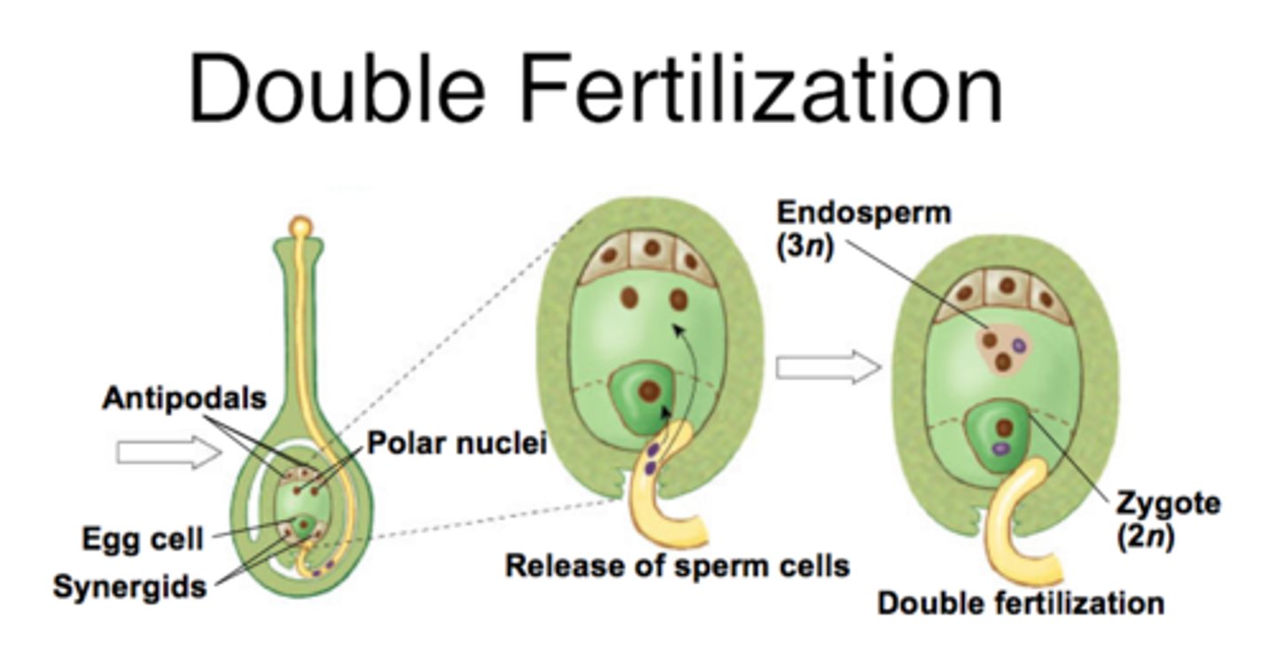 <p>Process where two different fertilization events occur; produces a zygote and a food storage tissue, the endosperm</p>