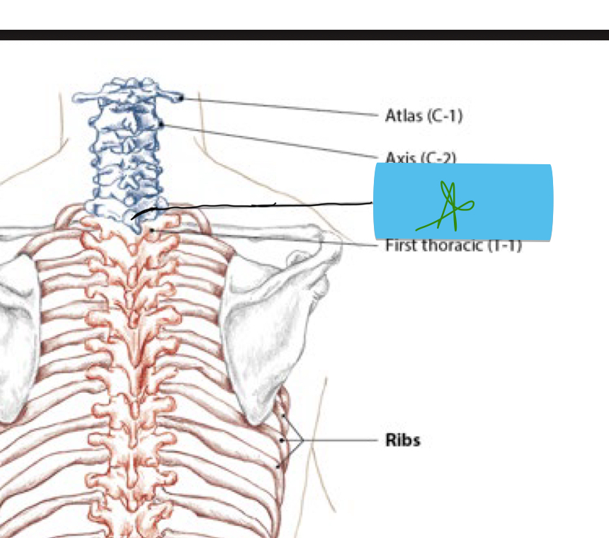 <p>Identify this structure and anatomical significance (green star)</p>