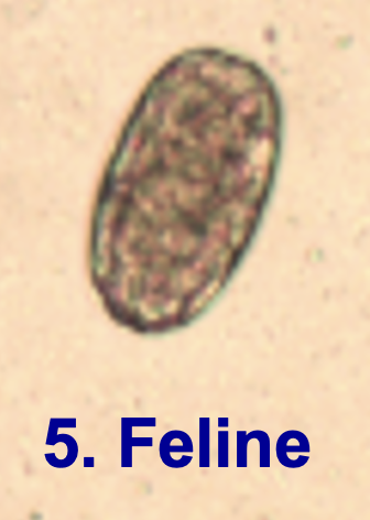 <p>Give the size, genius, species and common name for this <strong>feline </strong>parasitic egg</p>