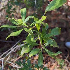 shrub with elliptical and opposite leaves
olive–green foliage has a fragrance 