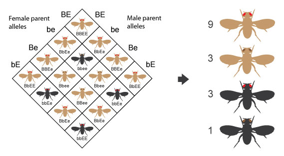 <p>9 represents having the dominant trait for both genes </p><ul><li><p>these individuals have at least one dominant allele for each gene, which causes them to show the dominant version of both traits. </p></li></ul><p>3 represents organisms that have only one trait that is dominant, the other trait is recessive (eg: Yyrr, YYrr or yyRr, yyRR)</p><p>1 represents both traits are recessive (Eg: yyrr) </p>