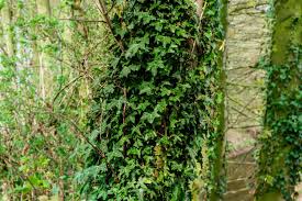 <p>English Ivy</p>