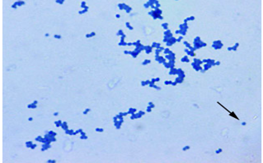 Micrococcus luteus (simple stain)
