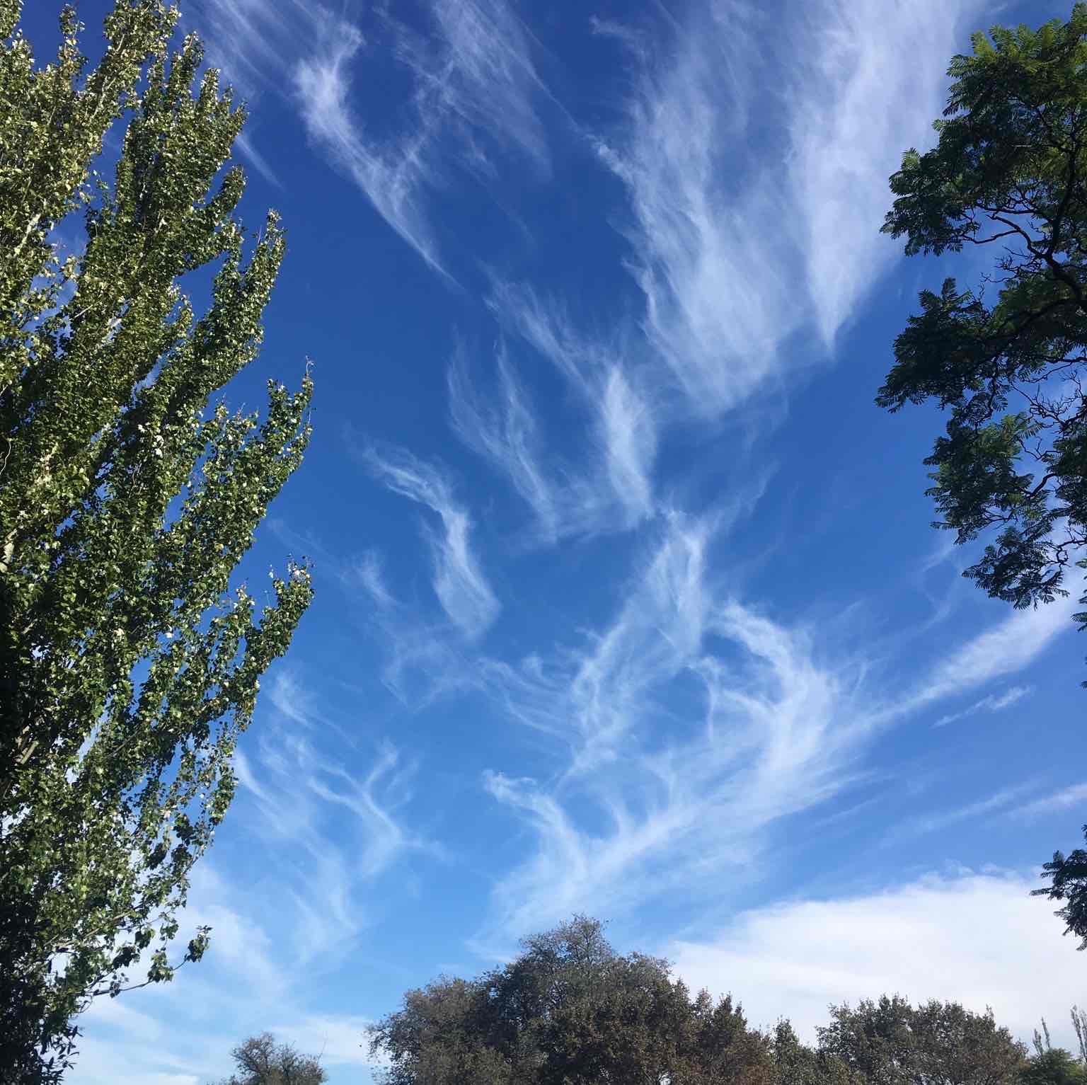 <p>Wispy white cloud (usually made of thin ice crystals) at high altitudes (4 to 8 miles)</p>