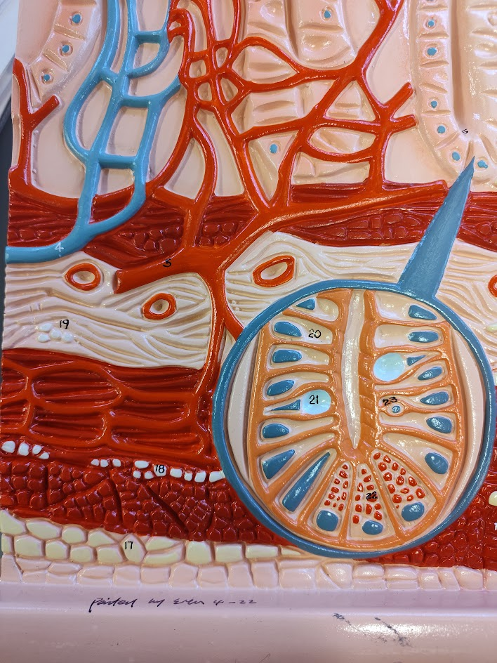 <p>columnar cells&nbsp;</p>