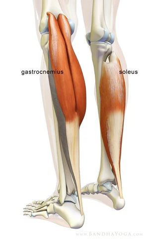 <p>Broad flat muscle deep to gastrocnemius strong plantar flexor for standing. (N. tibialis). 🔎 Slice under gastrocnemius—thick red sheet. 💡 "Soleus = solid support."</p>